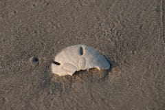 Halv dollar för fältprästösand arkivbilder Halv dollar för fältprästösand arkivbilder