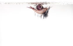 Halvemaan het Vechten Vissen die dichte omhooggaande foto koppelen stock afbeelding Halvemaan het Vechten Vissen die dichte omhooggaande foto koppelen stock afbeelding