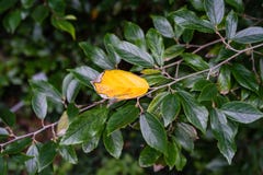 Yellow leaf of hamamelidaceae plant tree close up view with dark green leaves royalty free stock photos Yellow leaf of hamamelidaceae plant tree close up view with dark green leaves royalty free stock photos