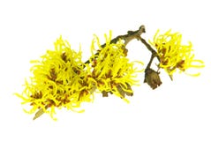 Hamamelis Isolated Royalty Free Stock Photos Hamamelis Isolated Royalty Free Stock Photos