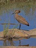 Hamerkop Royalty Free Stock Image Hamerkop Royalty Free Stock Image