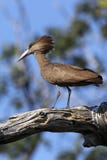 Hamerkop - Botswana Royalty Free Stock Images Hamerkop - Botswana Royalty Free Stock Images