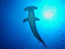 Hammerhead da vieira fotografia de stock royalty free Hammerhead da vieira fotografia de stock royalty free
