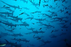 Hammerhead sharks stock image Hammerhead sharks stock image