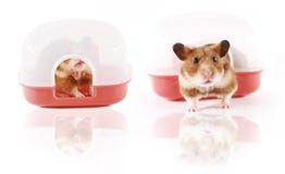 hides for hamsters