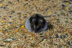 Hamster auf Getreidekörnern stockbild Hamster auf Getreidekörnern stockbild