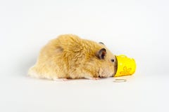 Hamster bonito que come o girassol da cubeta no fundo branco imagem de stock Hamster bonito que come o girassol da cubeta no fundo branco imagem de stock