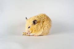 Hamster bonito que come o girassol no fundo branco fotografia de stock royalty free Hamster bonito que come o girassol no fundo branco fotografia de stock royalty free