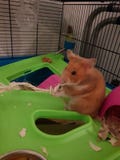 Hamster cutie stock photos Hamster cutie stock photos