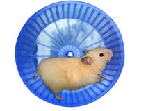 Hamster dans une roue Hamster dans une roue
