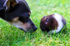 Hamster de rassemblement de Pincher photographie stock Hamster de rassemblement de Pincher photographie stock