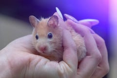 Hamster in den Armen eines erwachsenen M?dchens mit farbigen N?geln malte stockfotos Hamster in den Armen eines erwachsenen M?dchens mit farbigen N?geln malte stockfotos