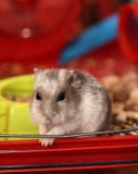 Hamster In A Cage Stock Photography Hamster In A Cage Stock Photography