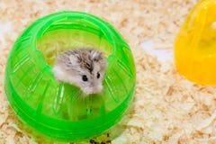 Hamster was climbing out of th Green Globe royalty free stock images Hamster was climbing out of th Green Globe royalty free stock images