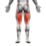 Hamstrings Male Muscles - Anatomy Muscle isolated on white - 3D