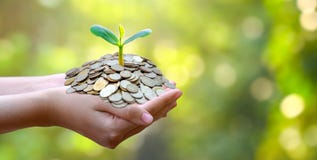 Hand Coin tree The tree grows on the pile. Saving money for the future. Investment Ideas and Business Growth. Green background