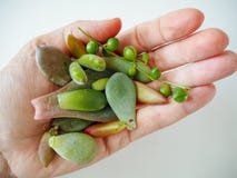 Hand die een verscheidenheid van succulentsbladeren houden voor propagatie klaar royalty-vrije stock fotografie Hand die een verscheidenheid van succulentsbladeren houden voor propagatie klaar royalty-vrije stock fotografie