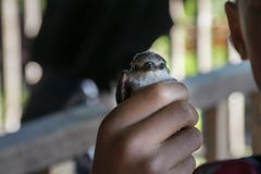 Hand die of verwonde vogel met onduidelijk beeldachtergrond grijpen houden stock fotografie Hand die of verwonde vogel met onduidelijk beeldachtergrond grijpen houden stock fotografie