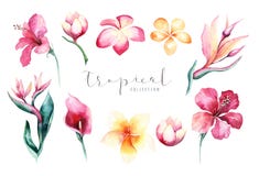 Hand dragen tropisk blommauppsättning för vattenfärg Exotiska palmblad, djungelträd, beståndsdelar för Brasilien vändkretsbotanik stock illustrationer Hand dragen tropisk blommauppsättning för vattenfärg Exotiska palmblad, djungelträd, beståndsdelar för Brasilien vändkretsbotanik stock illustrationer