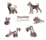 Hand-dragen vattenfärgterrier Monokrom färguppsättning av rashunden som isoleras på vit royaltyfri bild Hand-dragen vattenfärgterrier Monokrom färguppsättning av rashunden som isoleras på vit royaltyfri bild