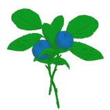 Hand drawn branch of colorful vector blueberry with two berries. stock illustration Hand drawn branch of colorful vector blueberry with two berries. stock illustration