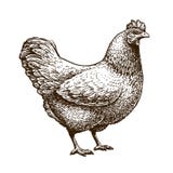 Hand-drawn chicken, hen. Poultry, broiler, farm animal. Vintage sketch vector illustration