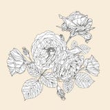 Hand Drawn Decorative Roses Stock Photography