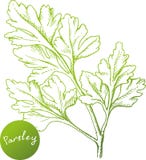 Hand drawn parsley branch Stock Images Hand drawn parsley branch Stock Images
