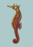 Hand drawn seahorse isolated on blue stock illustration Hand drawn seahorse isolated on blue stock illustration