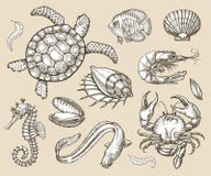 Hand drawn sketch set of seafood, sea animals. Vector illustration royalty free illustration Hand drawn sketch set of seafood, sea animals. Vector illustration royalty free illustration