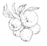 Hand drawn sketch style Apples image stock illustration Hand drawn sketch style Apples image stock illustration