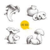 Hand Drawn Sketch Style Mushrooms Compositions Set. Champignon With Cuts, Oysters, Chanterelles And Porcini Mushrooms. Organic Fre Royalty Free Stock Photo Hand Drawn Sketch Style Mushrooms Compositions Set. Champignon With Cuts, Oysters, Chanterelles And Porcini Mushrooms. Organic Fre Royalty Free Stock Photo