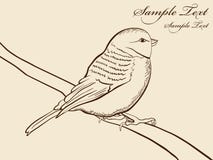 Free Hand Drawn Tomtit Stock Photography - 17961152