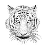 Hand Drawn Vector Black And White Artistic Portrait Of Tiger Head Stock Image