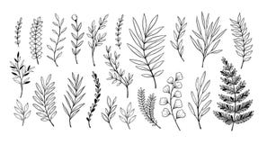 Hand drawn vector illustrations. Botanical branches of eucalyptus and fern. Floral design elements. Tattoo sketches. Perfect for