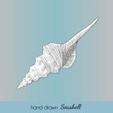 Hand drawn vector seashell. Nautical illustration for travel card royalty free illustration Hand drawn vector seashell. Nautical illustration for travel card royalty free illustration