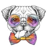 Hand drawn vintage retro hipster style sketch of cute funny Pug Dog in glasses. Vector Illustration Stock Photo Hand drawn vintage retro hipster style sketch of cute funny Pug Dog in glasses. Vector Illustration Stock Photo