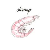 Hand drawn watercolor isolated shrimp stock illustration Hand drawn watercolor isolated shrimp stock illustration