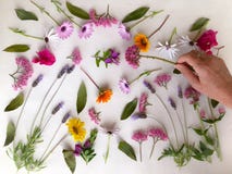 Hand en de Kleurrijke natuurlijke achtergrond van de lentebloemen op wit stock afbeeldingen Hand en de Kleurrijke natuurlijke achtergrond van de lentebloemen op wit stock afbeeldingen
