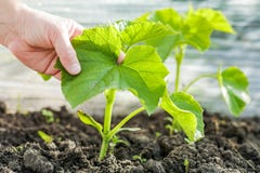 Hand of farmer holding a sprout of a cucumber.Cucumbers: plantin stock image Hand of farmer holding a sprout of a cucumber.Cucumbers: plantin stock image