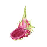 Hand getrokken brigt kleurrijke waterverf dragonfruit stock illustratie Hand getrokken brigt kleurrijke waterverf dragonfruit stock illustratie