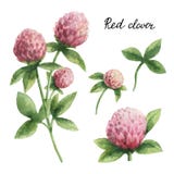 Hand getrokken waterverf botanische illustratie van Rode klaver royalty-vrije illustratie Hand getrokken waterverf botanische illustratie van Rode klaver royalty-vrije illustratie