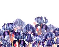 Hand getrokken waterverfillustratie van donkerblauwe irisbloemen Naadloze grens in een waterverfstijl royalty-vrije illustratie Hand getrokken waterverfillustratie van donkerblauwe irisbloemen Naadloze grens in een waterverfstijl royalty-vrije illustratie