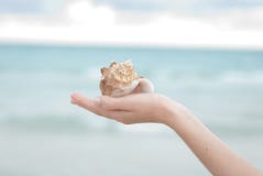 Hand Holding A Sea Shell Royalty Free Stock Photos Hand Holding A Sea Shell Royalty Free Stock Photos