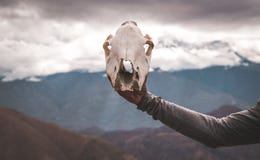 hand holding animal skull mountain clouds background stock image hand holding animal skull mountain clouds background stock image
