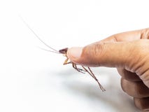 Hand holding brown cockroach stock image Hand holding brown cockroach stock image