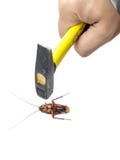 Hand holding hammer intending to kill cockroaches isolated on white background royalty free stock photography Hand holding hammer intending to kill cockroaches isolated on white background royalty free stock photography