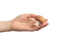 Hand holding mushroom  on a white background