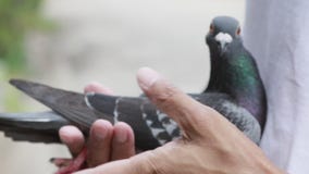 Hand holding speed racing pigeon