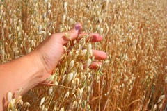 Hand Holds The Ear Of Oats Royalty Free Stock Image Hand Holds The Ear Of Oats Royalty Free Stock Image